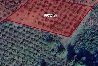 FERİZLİ / OSMANAĞA ÇİFTLİĞİ MAHALLESİNDE SATILIK TARLA / FINDIK BAHÇESİ - 1 - 30843