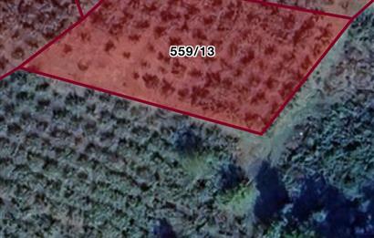 FERİZLİ / OSMANAĞA ÇİFTLİĞİ MAHALLESİNDE SATILIK TARLA / FINDIK BAHÇESİ