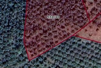 FERİZLİ / OSMANAĞA ÇİFTLİK MAHALLESİNDE SATILIK TARLA / FINDIK BAHÇESİ - 1 - 30841