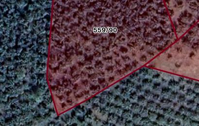 FERİZLİ / OSMANAĞA ÇİFTLİK MAHALLESİNDE SATILIK TARLA / FINDIK BAHÇESİ