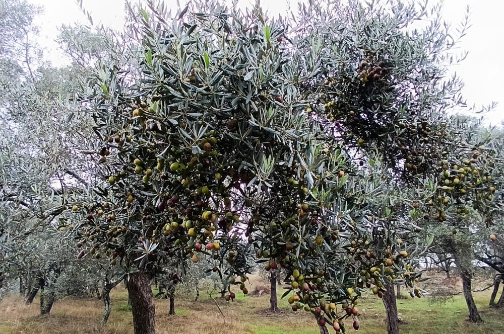 Milas Danisment küçük parsel satılık fırsat zeytinlik