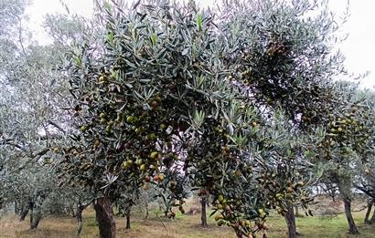 Milas Danisment küçük parsel satılık fırsat zeytinlik