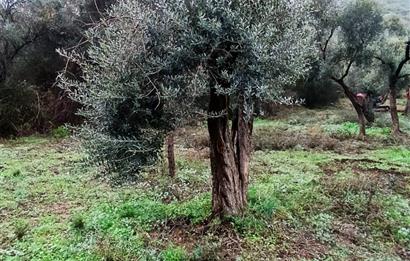 Milas Danisment küçük parsel satılık fırsat zeytinlik