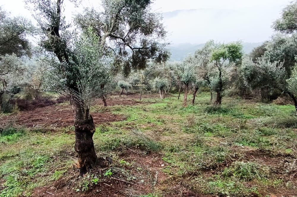 Milas Danisment küçük parsel satılık fırsat zeytinlik
