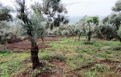 Milas Danisment küçük parsel satılık fırsat zeytinlik