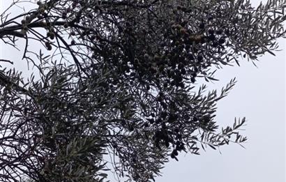 Milas Danisment küçük parsel satılık fırsat zeytinlik