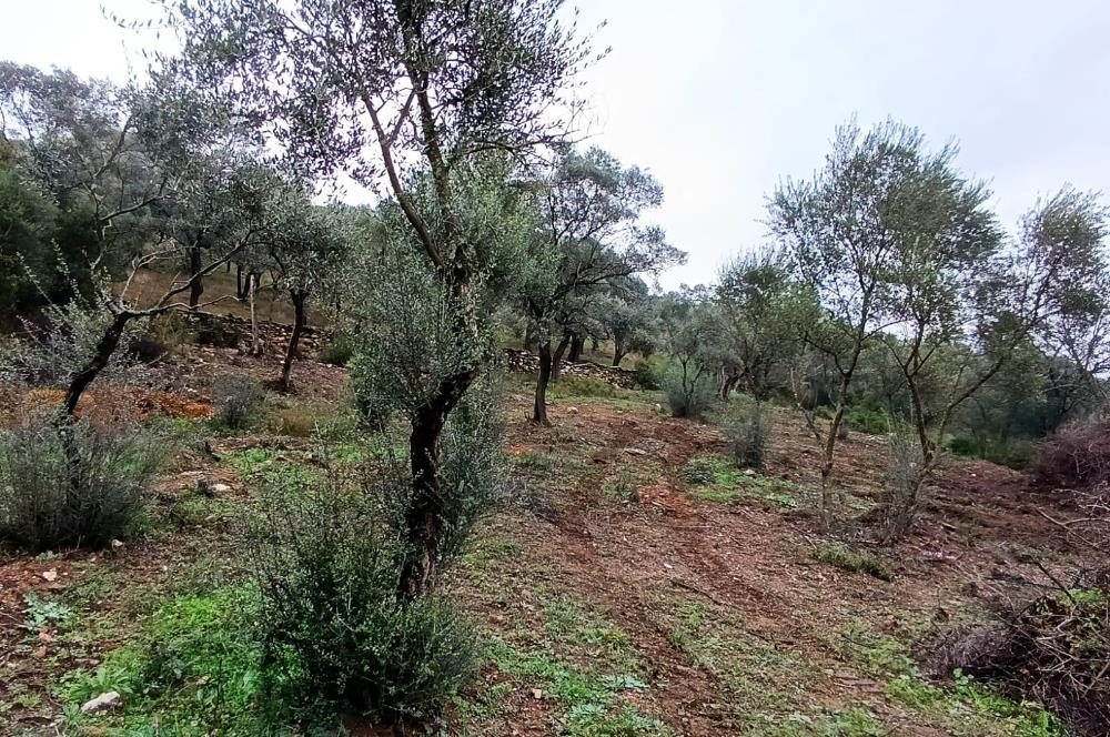 Milas Danisment küçük parsel satılık fırsat zeytinlik