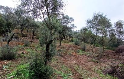 Milas Danisment küçük parsel satılık fırsat zeytinlik