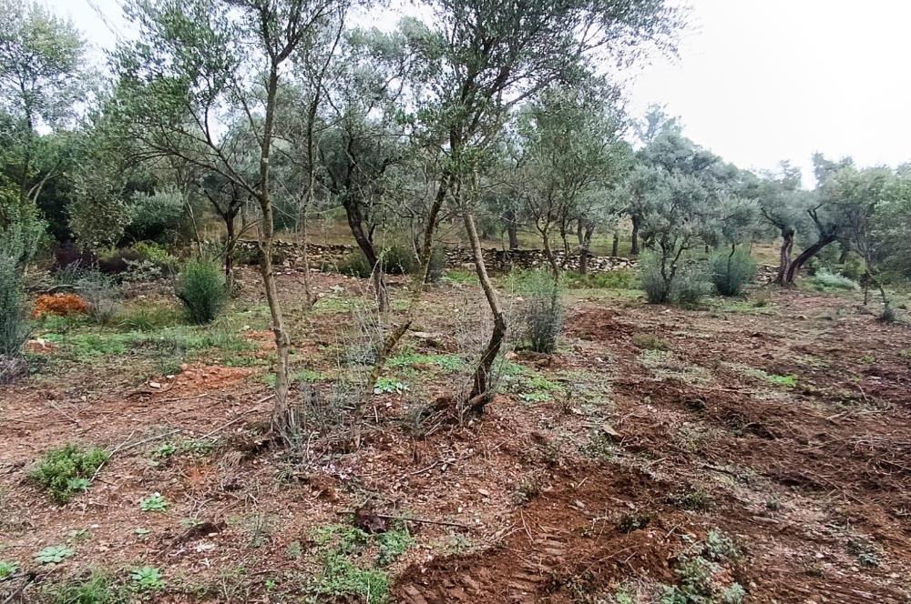 Milas Danisment küçük parsel satılık fırsat zeytinlik