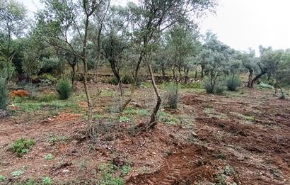 Milas Danisment küçük parsel satılık fırsat zeytinlik