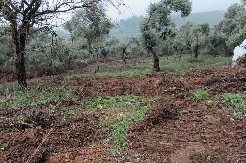 Milas Danisment küçük parsel satılık fırsat zeytinlik