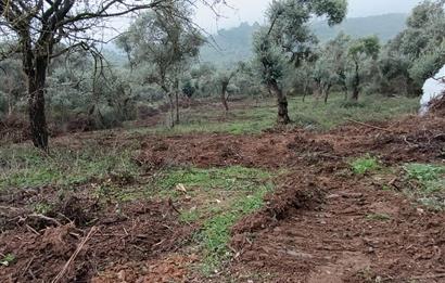 Milas Danisment küçük parsel satılık fırsat zeytinlik