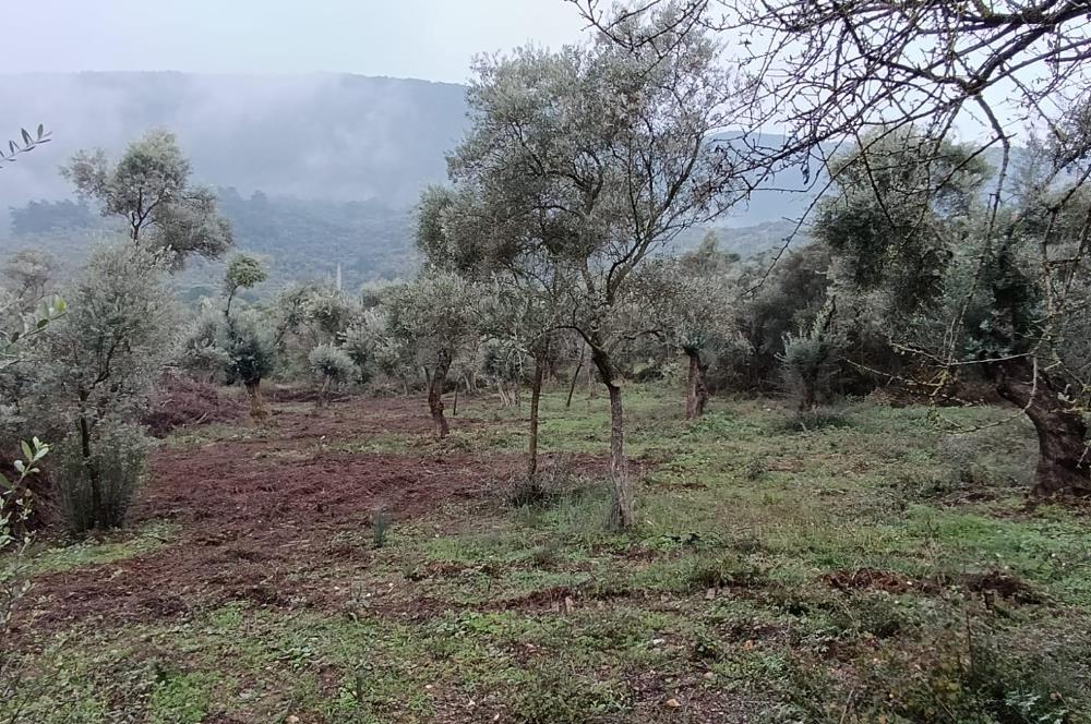 Milas Danisment küçük parsel satılık fırsat zeytinlik