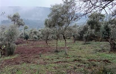 Milas Danisment küçük parsel satılık fırsat zeytinlik