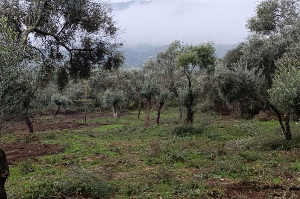 Milas Danisment küçük parsel satılık fırsat zeytinlik
