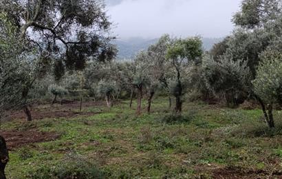 Milas Danisment küçük parsel satılık fırsat zeytinlik