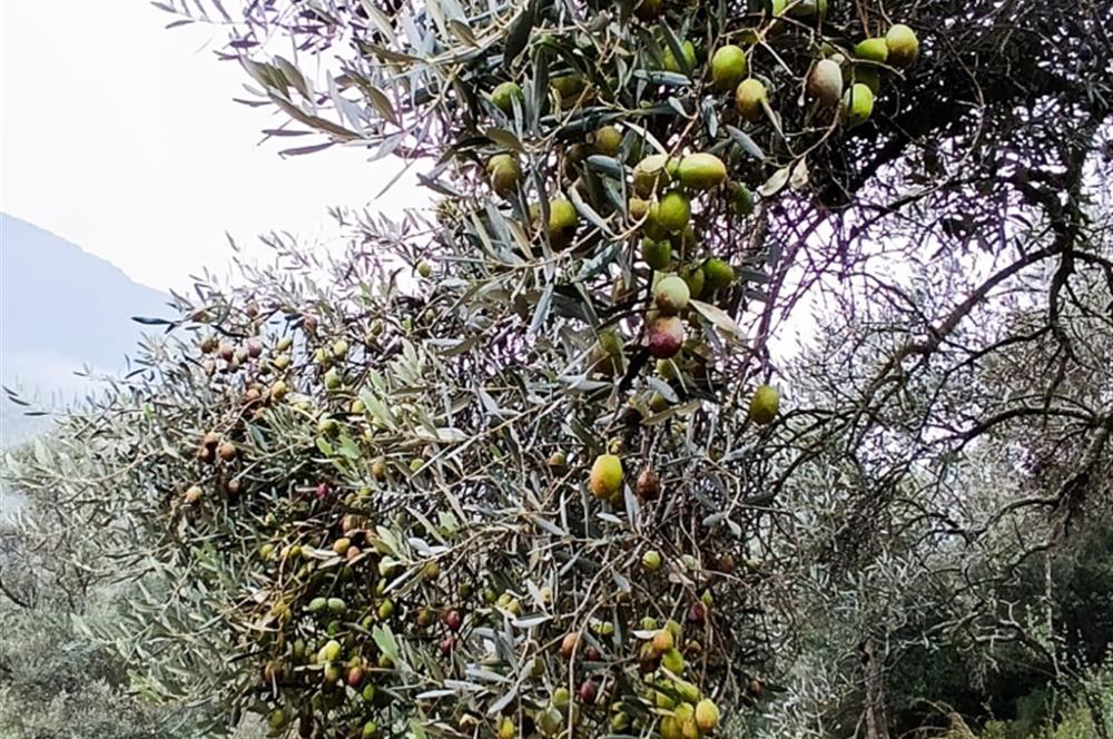 Milas Danisment küçük parsel satılık fırsat zeytinlik
