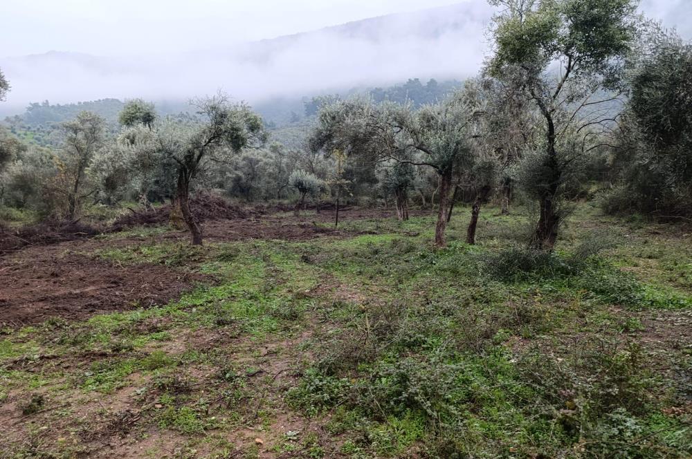 Milas Danisment küçük parsel satılık fırsat zeytinlik