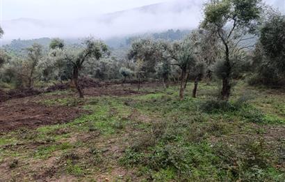 Milas Danisment küçük parsel satılık fırsat zeytinlik
