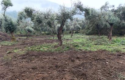 Milas Danisment küçük parsel satılık fırsat zeytinlik