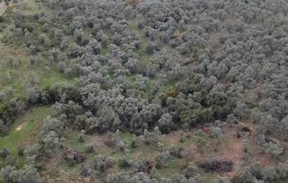 Milas Danisment küçük parsel satılık fırsat zeytinlik