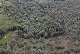 Milas Danisment küçük parsel satılık fırsat zeytinlik - 2 - 30935