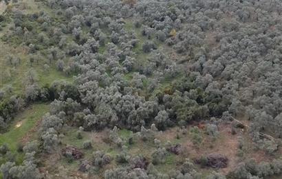 Milas Danisment küçük parsel satılık fırsat zeytinlik