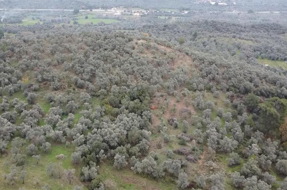 Milas Danisment küçük parsel satılık fırsat zeytinlik