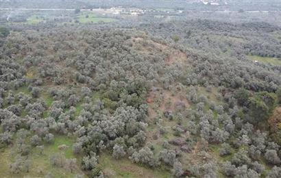 Milas Danisment küçük parsel satılık fırsat zeytinlik