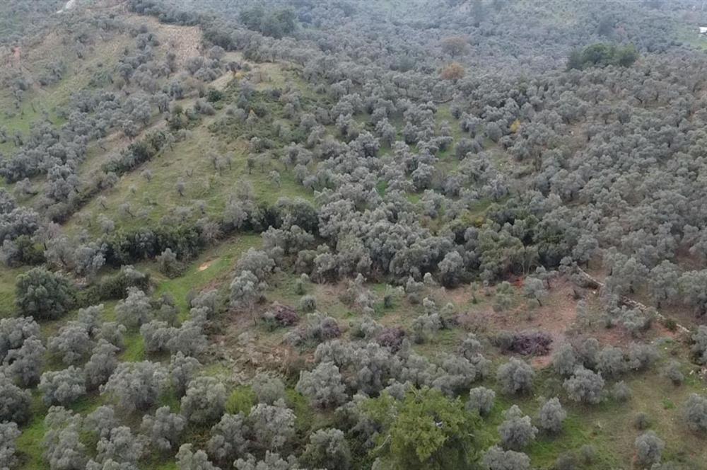 Milas Danisment küçük parsel satılık fırsat zeytinlik