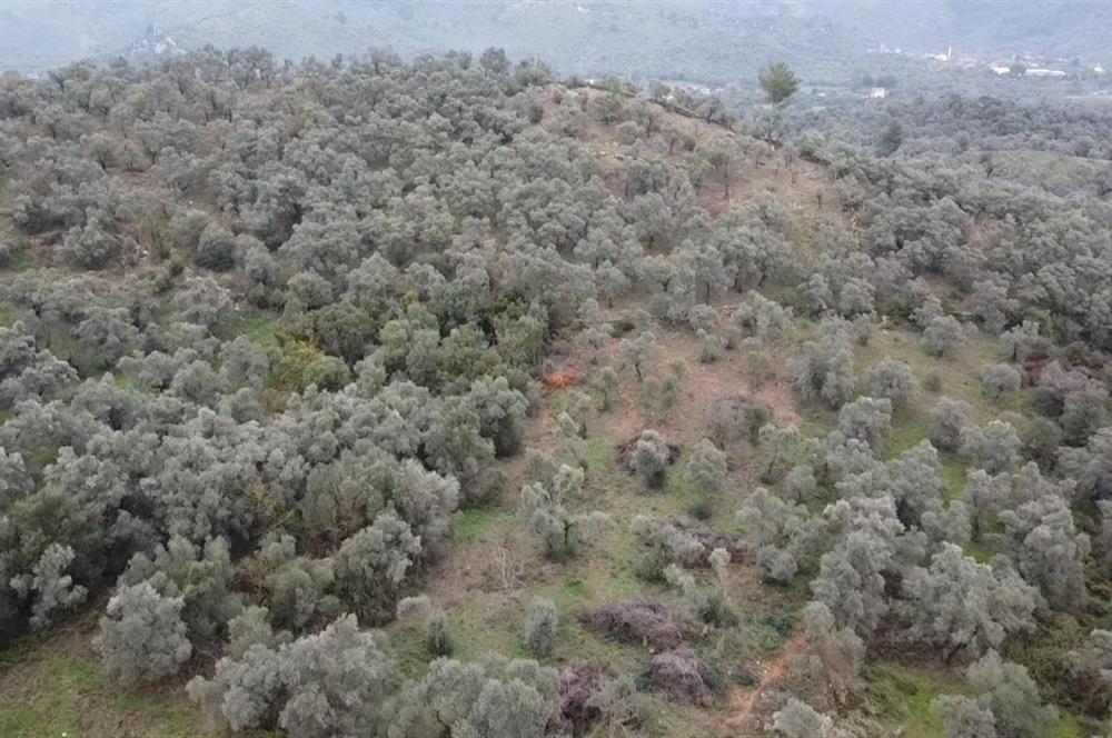 Milas Danisment küçük parsel satılık fırsat zeytinlik