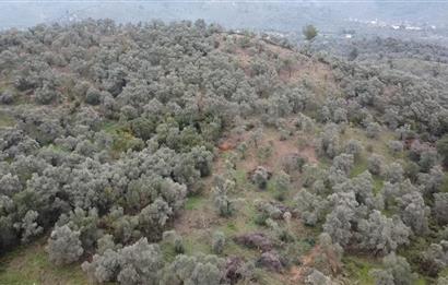 Milas Danisment küçük parsel satılık fırsat zeytinlik