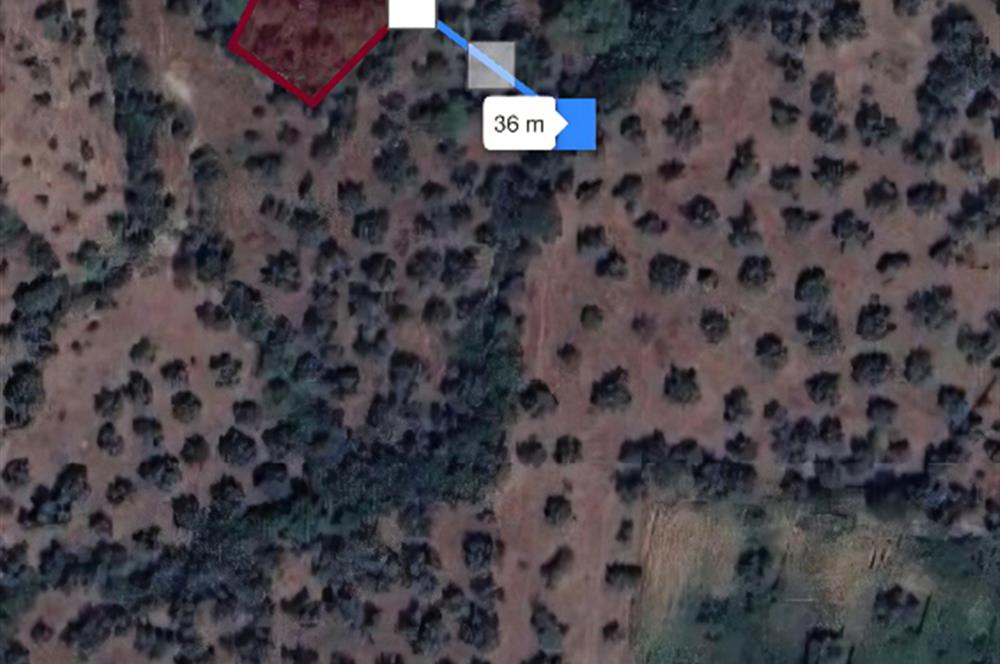 Milas Danisment küçük parsel satılık fırsat zeytinlik