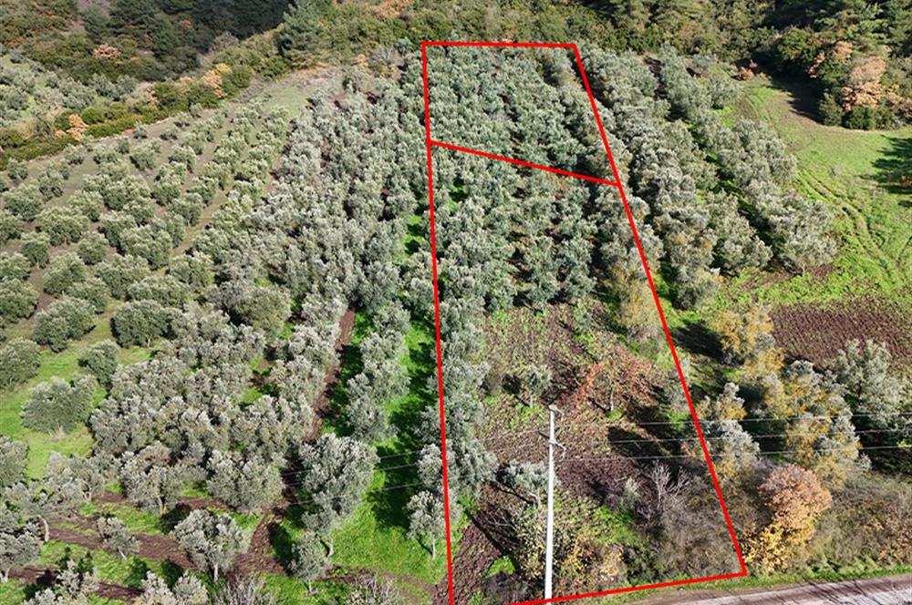 C21 Cius; Gemlik Mesire Alanı Yolu Üzerinde Asfalta Cepheli Zeytinlik