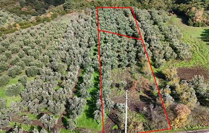 C21 Cius; Gemlik Mesire Alanı Yolu Üzerinde Asfalta Cepheli Zeytinlik