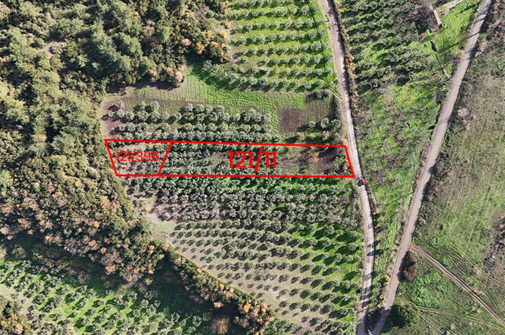 C21 Cius; Gemlik Mesire Alanı Yolu Üzerinde Asfalta Cepheli Zeytinlik