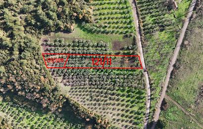 C21 Cius; Gemlik Mesire Alanı Yolu Üzerinde Asfalta Cepheli Zeytinlik