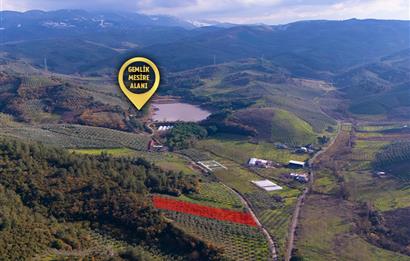 C21 Cius; Gemlik Mesire Alanı Yolu Üzerinde Asfalta Cepheli Zeytinlik