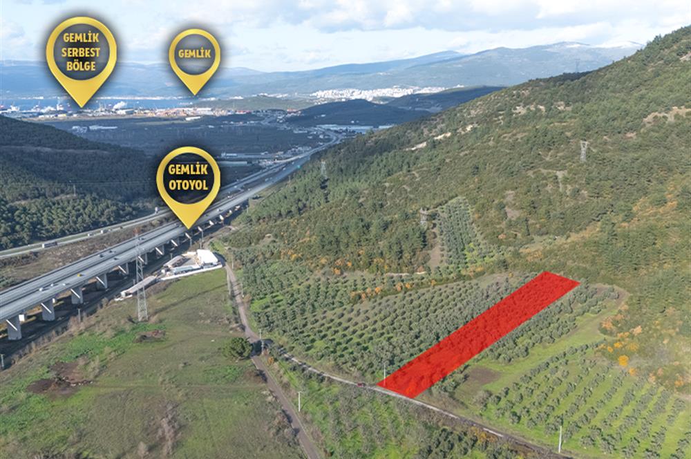 C21 Cius; Gemlik Mesire Alanı Yolu Üzerinde Asfalta Cepheli Zeytinlik