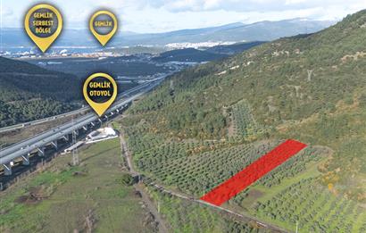 C21 Cius; Gemlik Mesire Alanı Yolu Üzerinde Asfalta Cepheli Zeytinlik