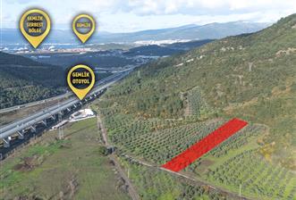 C21 Cius; Gemlik Mesire Alanı Yolu Üzerinde Asfalta Cepheli Zeytinlik - 3 - 30933