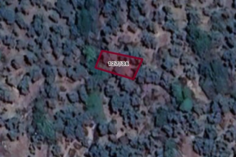 AYDIN KARPUZLU CUMALAR 128 M2 ZEYTİNLİK