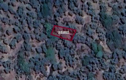 AYDIN KARPUZLU CUMALAR 128 M2 ZEYTİNLİK