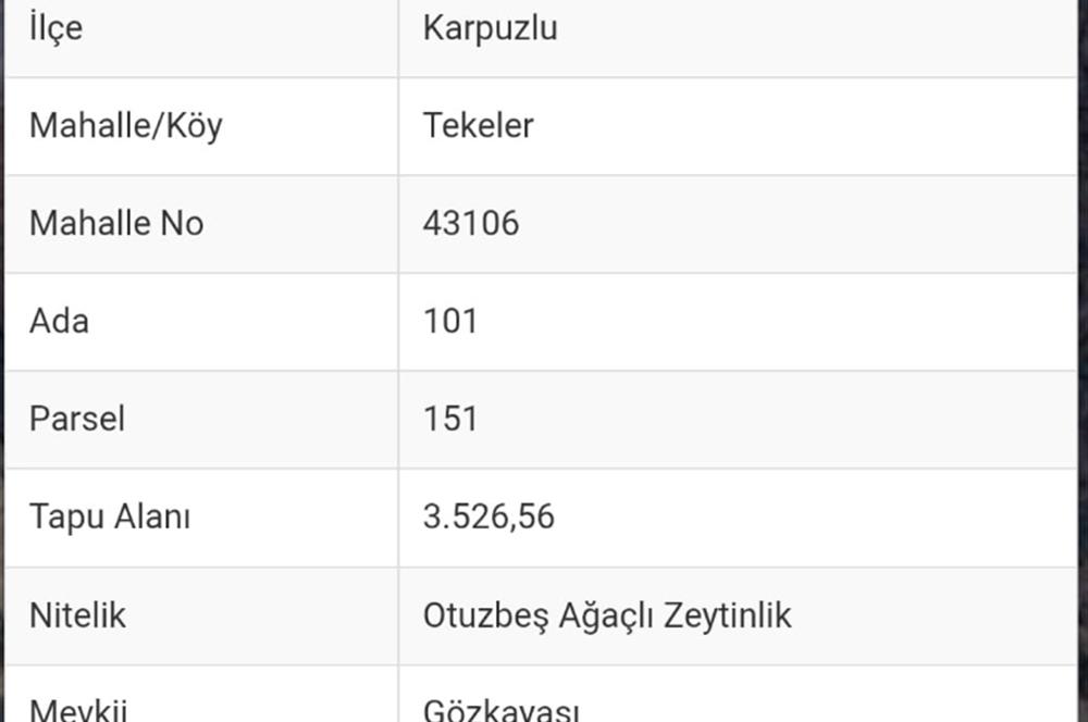 AYDIN KARPUZLU TEKELERDE 3.526 M2 ZEYTİNLİK