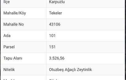 AYDIN KARPUZLU TEKELERDE 3.526 M2 ZEYTİNLİK