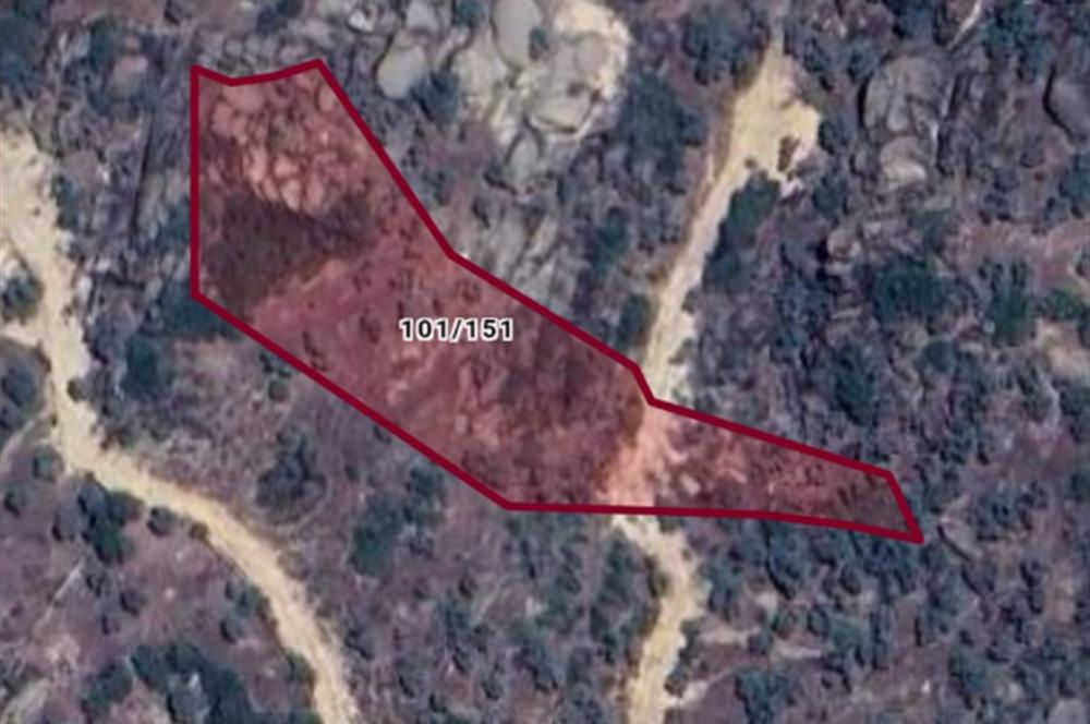 AYDIN KARPUZLU TEKELERDE 3.526 M2 ZEYTİNLİK