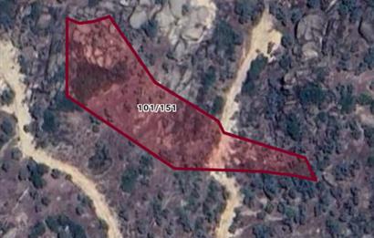 AYDIN KARPUZLU TEKELERDE 3.526 M2 ZEYTİNLİK