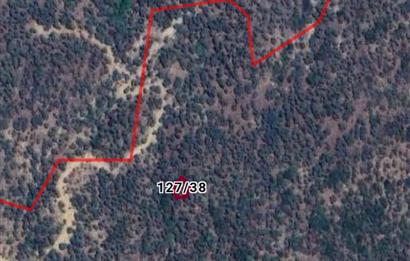 AYDIN KARPUZLU CUMALAR KARABAĞ'DA 192 M2 ZEYTİNLİK