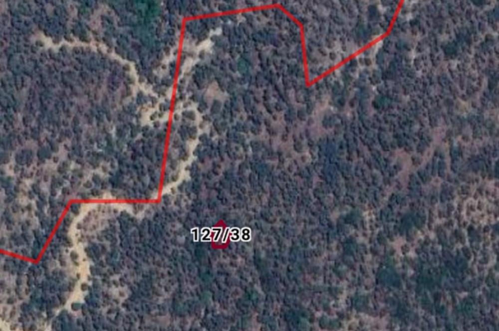 AYDIN KARPUZLU CUMALAR KARABAĞ'DA 192 M2 ZEYTİNLİK