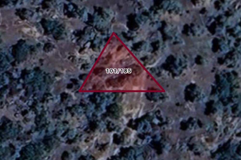 AYDIN KARPUZLU TEKELER 360 M2 ZEYTİNLİK